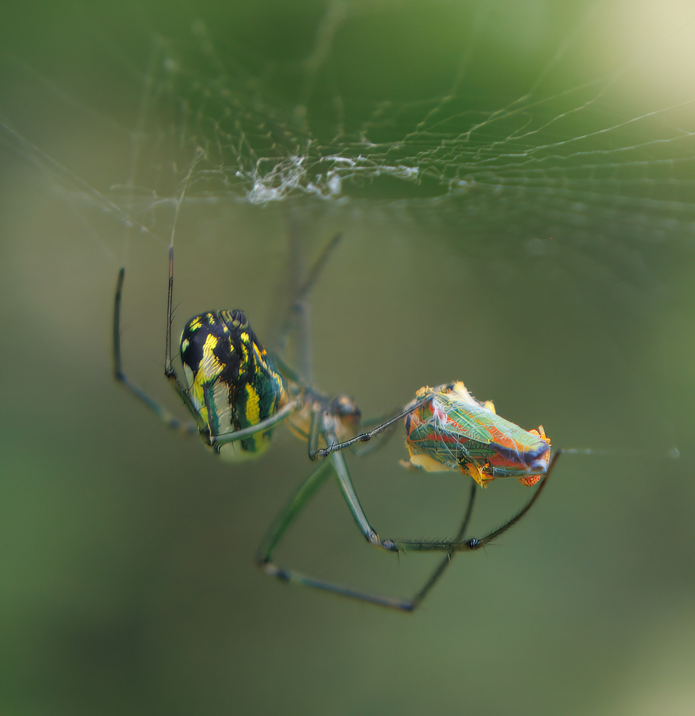 Leucauge venusta